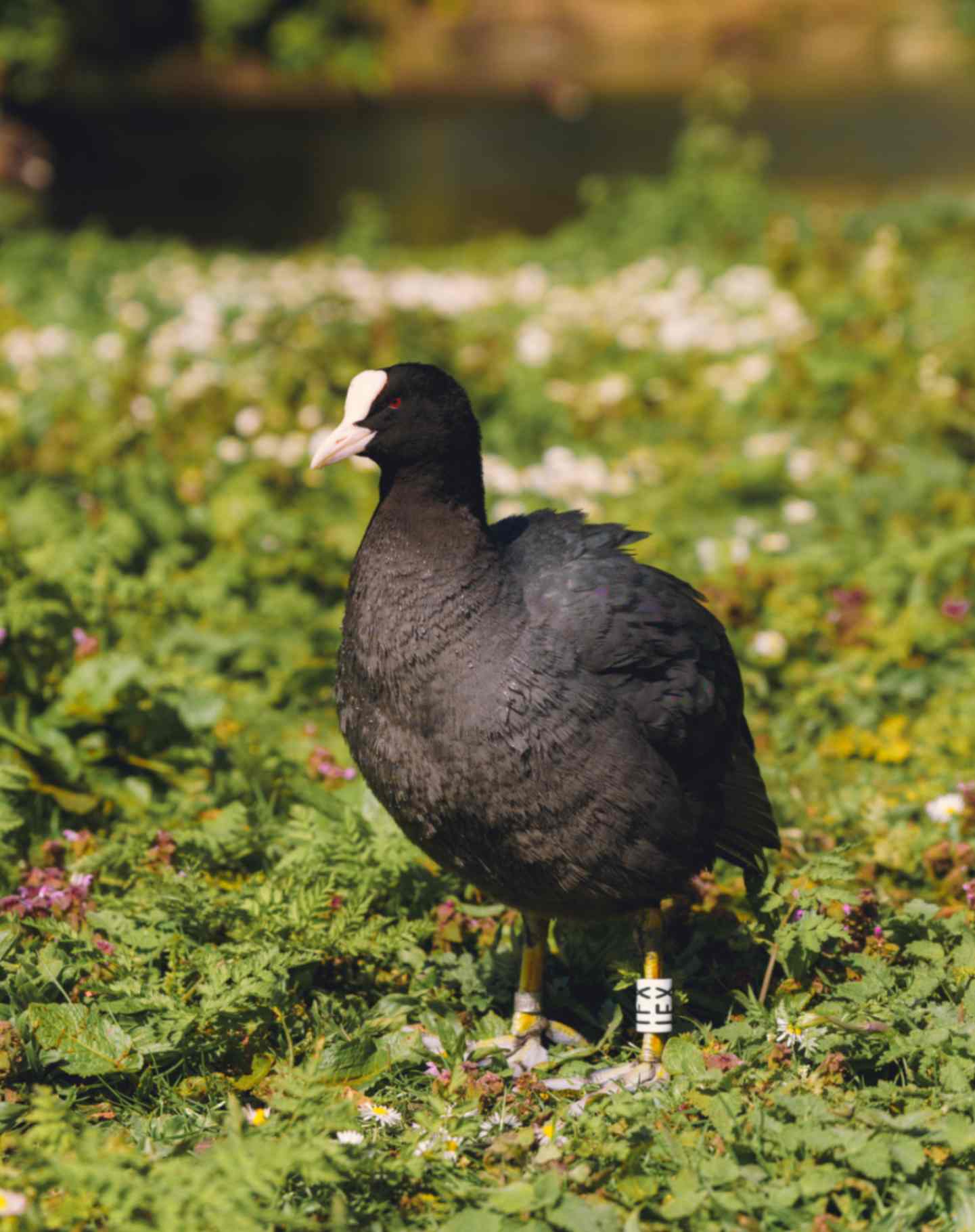 Eurasion Coot (Variation)